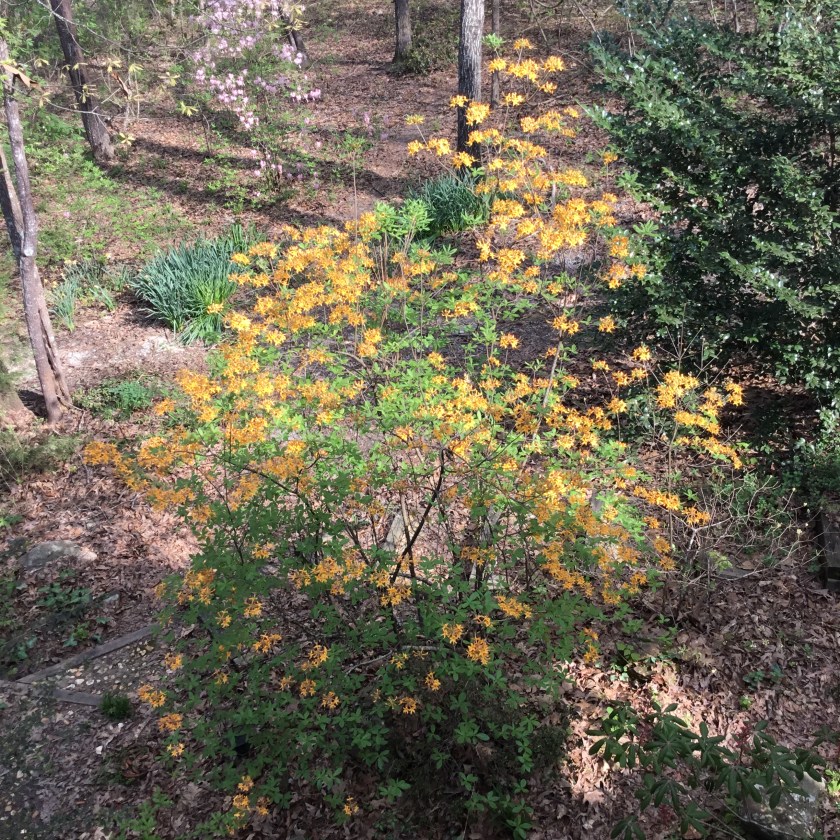 Eastern Native Rhodadendron Native Rhododendrons, Part II: Rhododendron austrinum – Southern Fusion ...