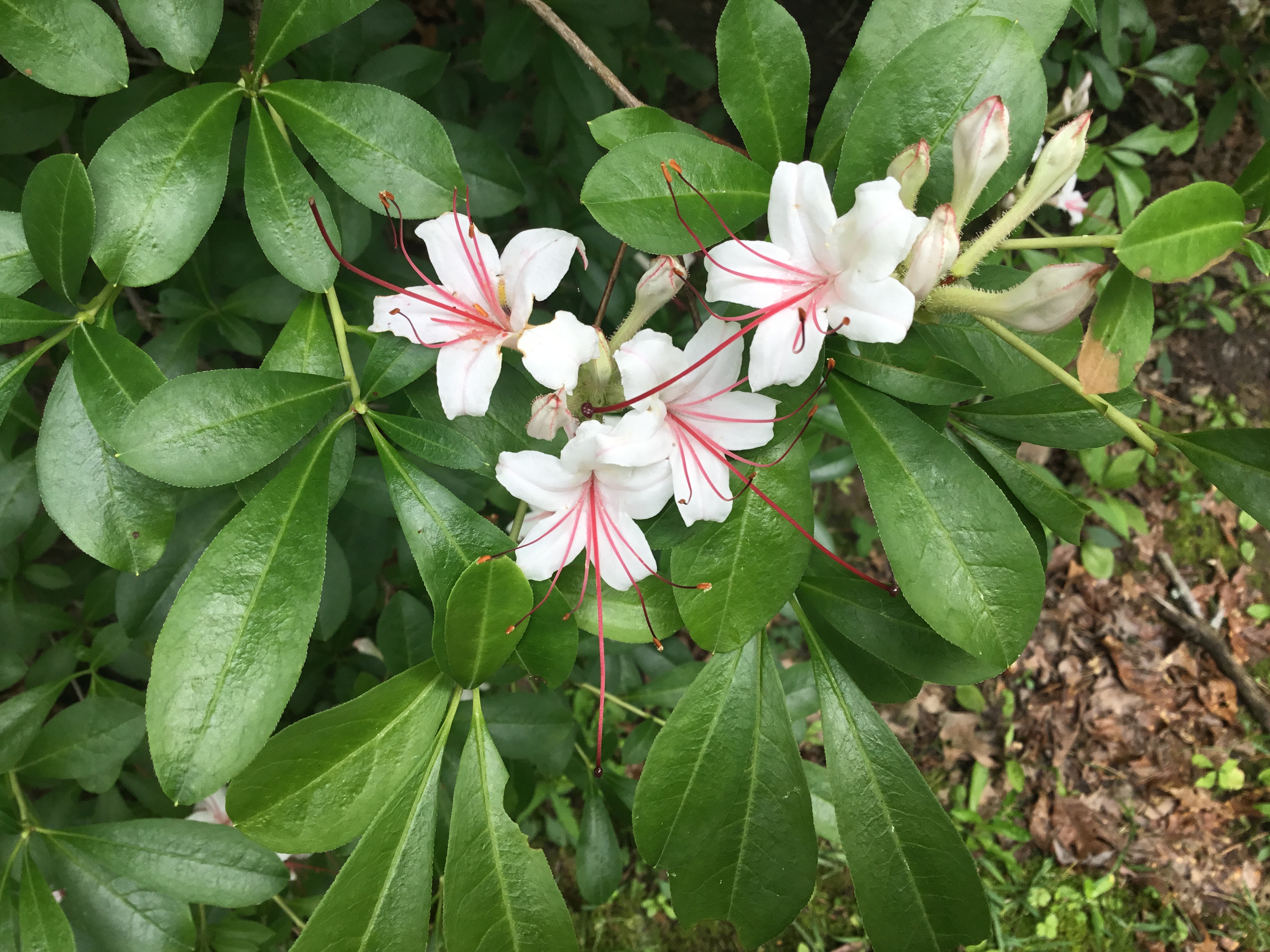 Native Rhododendrons, Part VRhododendron arborescens  Southern Fusion  Cooking