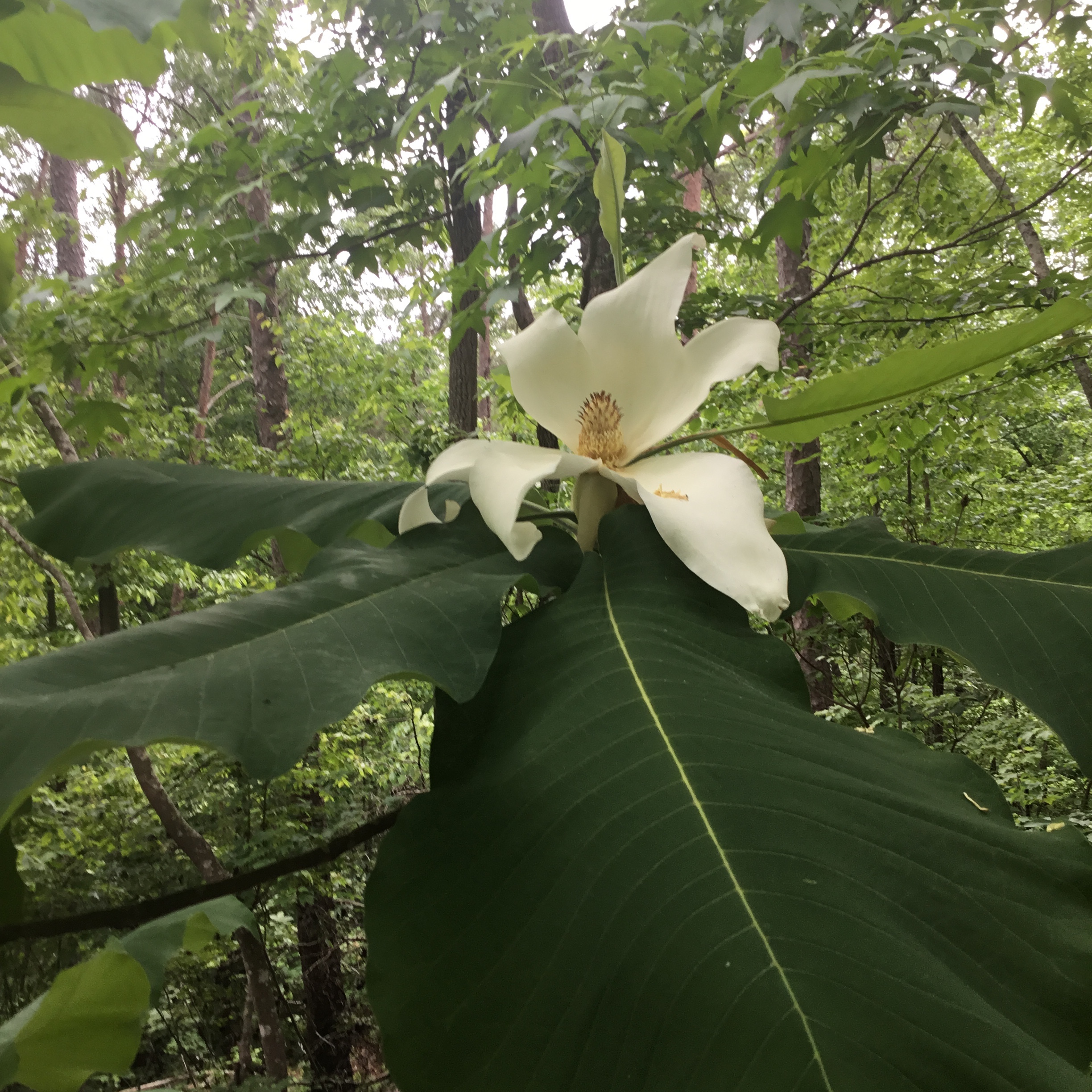 Bigleaf Magnolia in Bloom – Southern Fusion Cooking